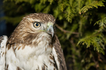 Red-tailed Hawk