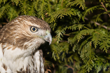 Red-tailed Hawk