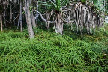 Tropical Forest on Island