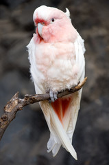 Obraz premium Cockatoo, Major Mitchell