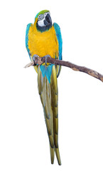 Blue and Gold Macaw