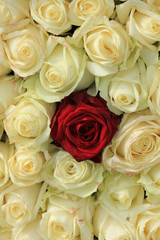Red rose in white bouquet