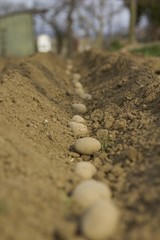 Fototapeta na wymiar Planting potatoes.