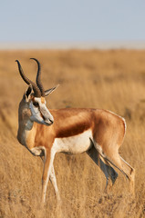 Male Springbok