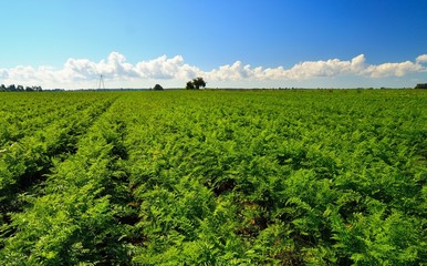 Green carrots field with blue sky.