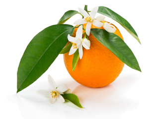 Orange with blossom and leaves