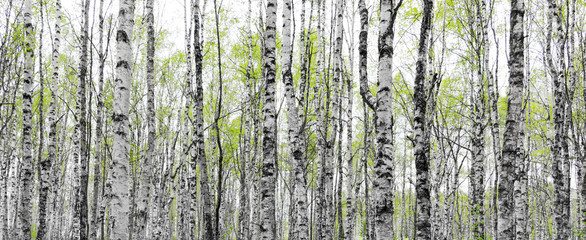 Forest with trunks of birch trees