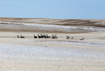 Fototapeta na wymiar Deer in winter
