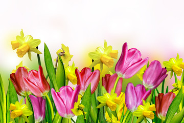 pink and yellow tulips.narcissus