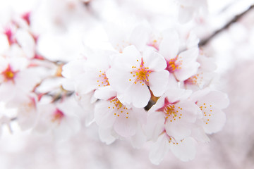 桜（ソメイヨシノ）