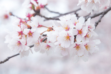 桜（ソメイヨシノ）