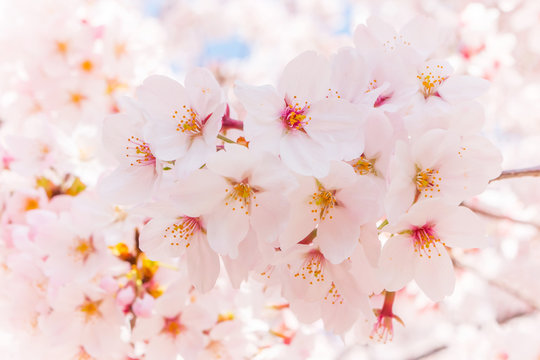 日本の満開の桜　壁紙や背景用にJapanese cherry blossoms full bloom