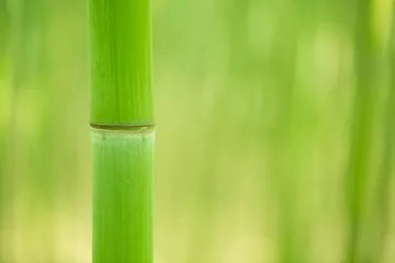 Afwasbaar Fotobehang Bamboe Bamboebos, bamboebos in China heeft speciale culturele symbo