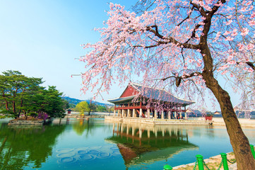 Naklejka premium Pałac Gyongbokgung z kwiatem wiśni wiosną, Korea