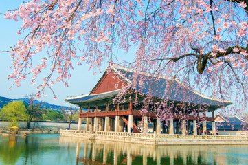 Gyongbokgung Palace with cherry blossom in spring,Korea