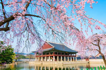 Obraz premium Gyongbokgung Palace with cherry blossom in spring,Korea