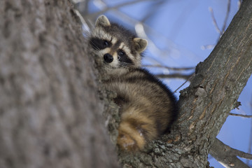 Racoon in Winter