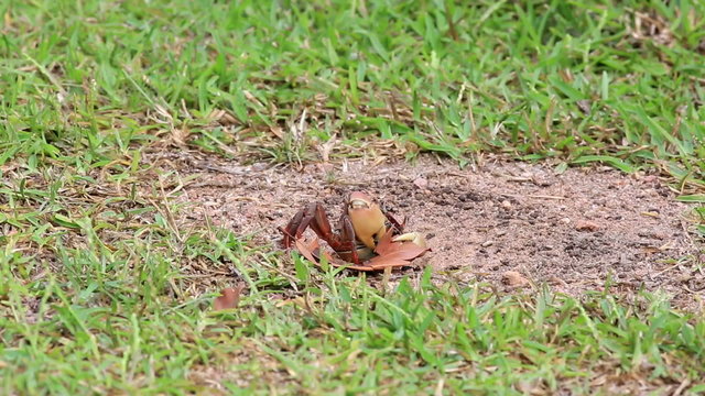 Land crab pulls a leaf in his hole.