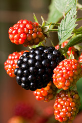 Wilde Brombeeren am Strauch