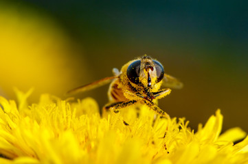 Macro shot of a bee on a flower dandelion
