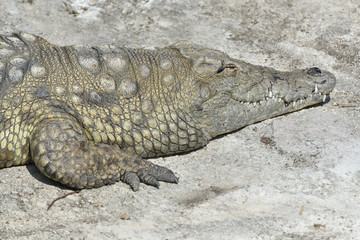 Coccodrillo del nilo