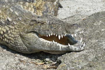 Coccodrillo del nilo