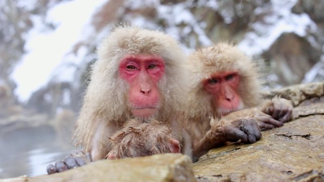 Hot Spring Snow Monkeys