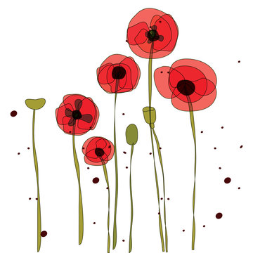 vector illustration of red poppies