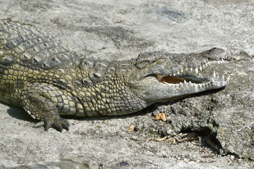 Coccodrillo del nilo