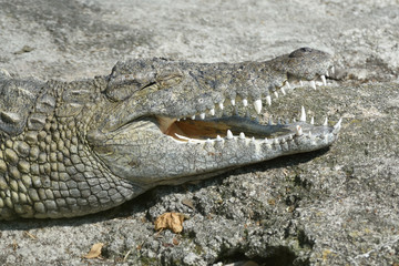 Coccodrillo del nilo
