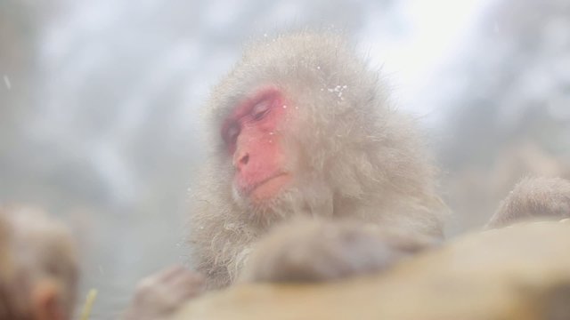 Hot Spring Snow Monkeys