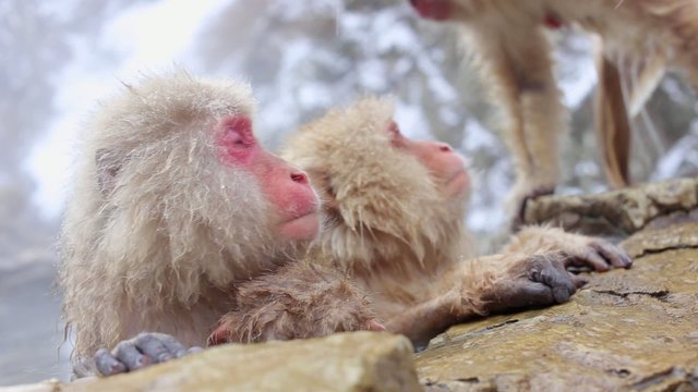 Hot Spring Snow Monkeys