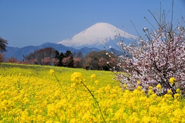 富士山と菜の花畑