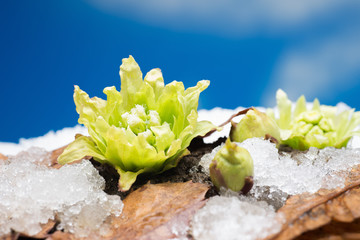 野草のふきのとう