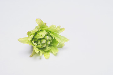 野草のふきのとう