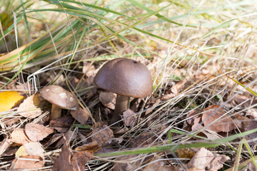 Mushroom among grass and leaves