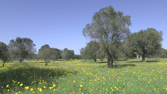 Primavera nell'uliveto
