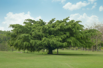 tree in the park