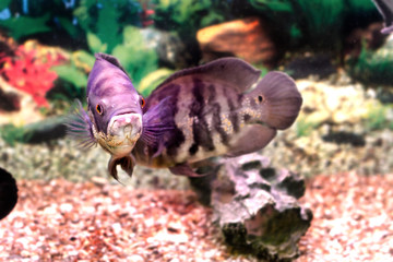 beautiful aquarium fish Astronotusa