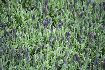 cespuglio di lavanda  © Marco