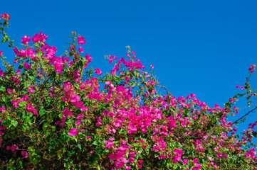 Obraz na płótnie Canvas Beautiful flowering shrubs against the blue sky