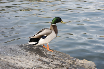 Germano sulla scogliera © Marco