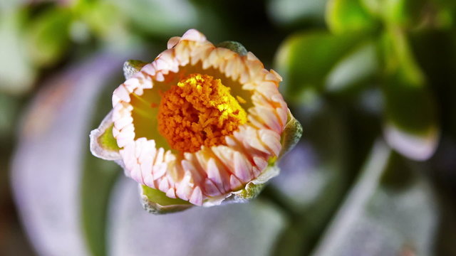 Timelapse of lithops blooming
