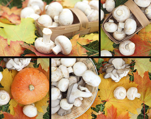 mushroom maple autumn harvest.