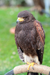 Harris' hawk on a perch