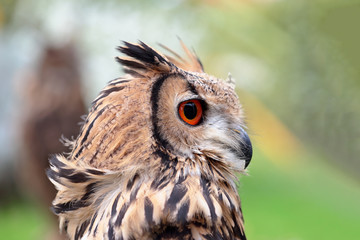 Portrait of an indian rock eagle-owl