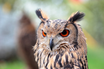 Portrait of an indian rock eagle-owl