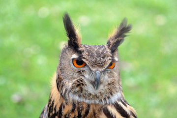 Eurasian eagle-owl
