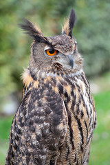 Eurasian eagle-owl