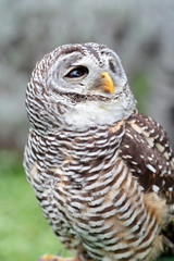 Barred owl looking behind